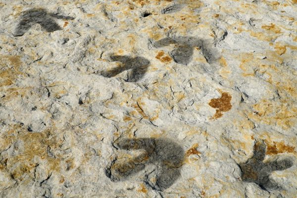 I dinosauri danzavano per amore e lo facevano in una gigantesca arena