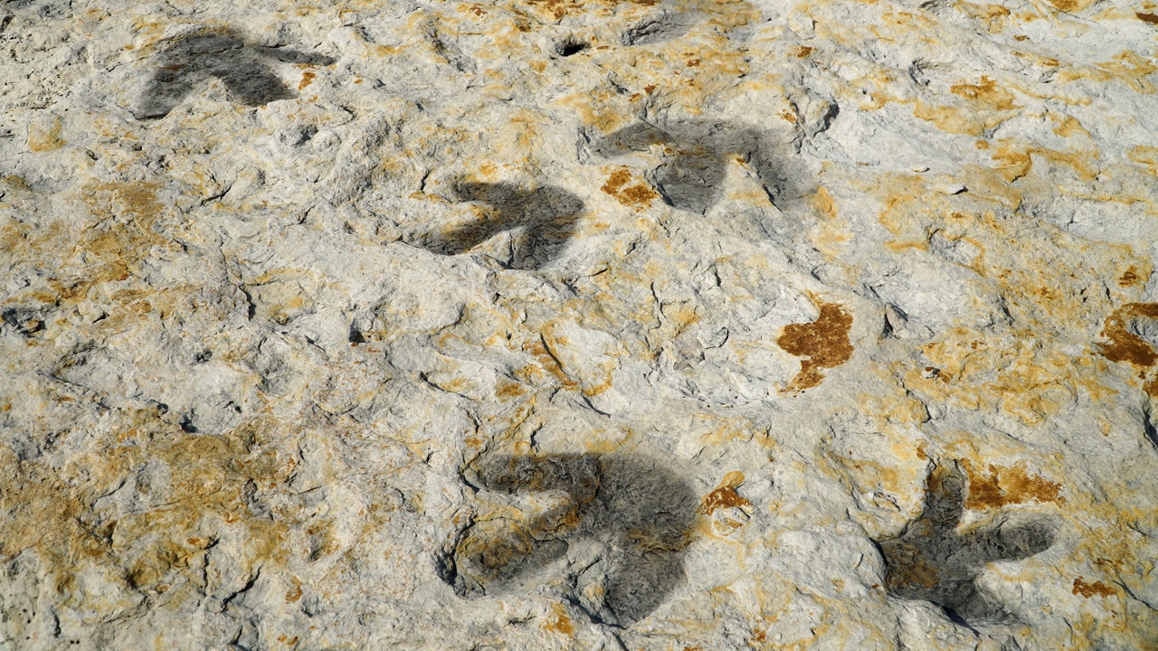 I dinosauri danzavano per amore e lo facevano in una gigantesca arena