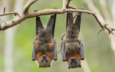 In Cina scoperte 20 nuove specie di virus nei pipistrelli, due delle quali destano particolare preoccupazione