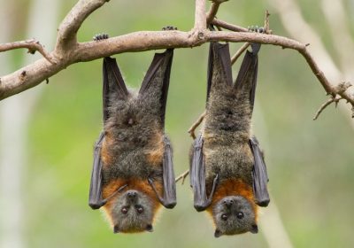 In Cina scoperte 20 nuove specie di virus nei pipistrelli, due delle quali destano particolare preoccupazione