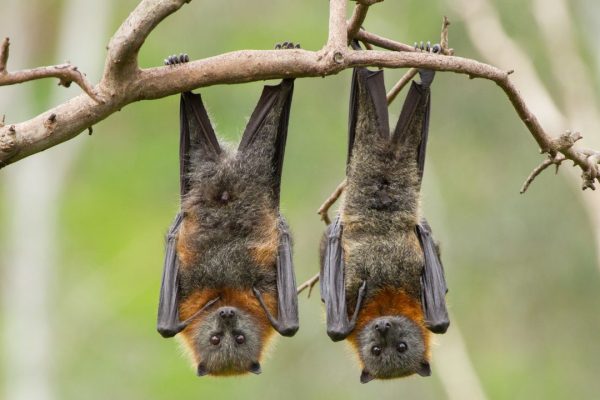 In Cina scoperte 20 nuove specie di virus nei pipistrelli, due delle quali destano particolare preoccupazione