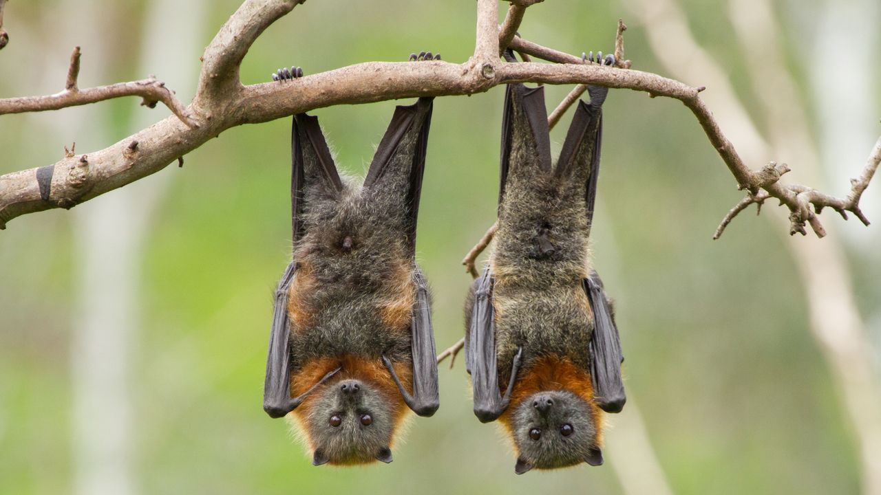 In Cina scoperte 20 nuove specie di virus nei pipistrelli, due delle quali destano particolare preoccupazione