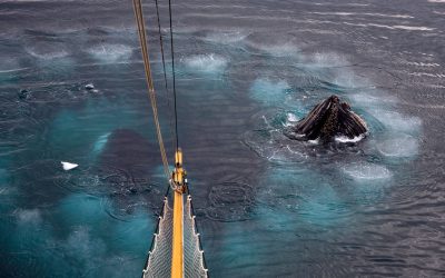 Giganteschi anelli di bolle nell’oceano, gli scienziati stanno studiando uno strano comportamento delle balene