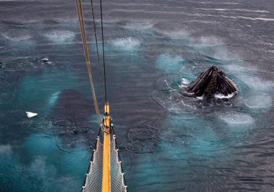 Giganteschi anelli di bolle nell’oceano, gli scienziati stanno studiando uno strano comportamento delle balene