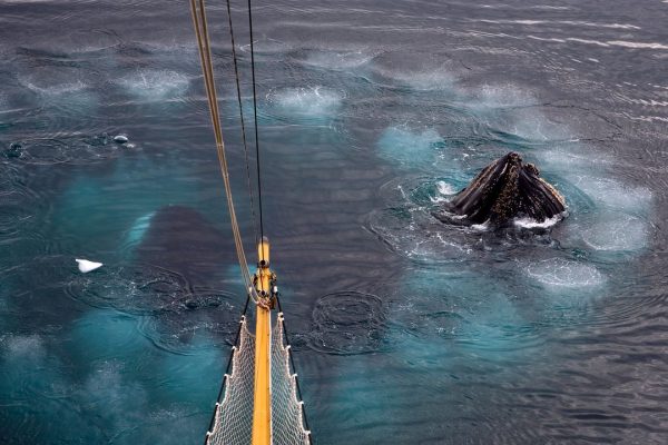 Giganteschi anelli di bolle nell’oceano, gli scienziati stanno studiando uno strano comportamento delle balene