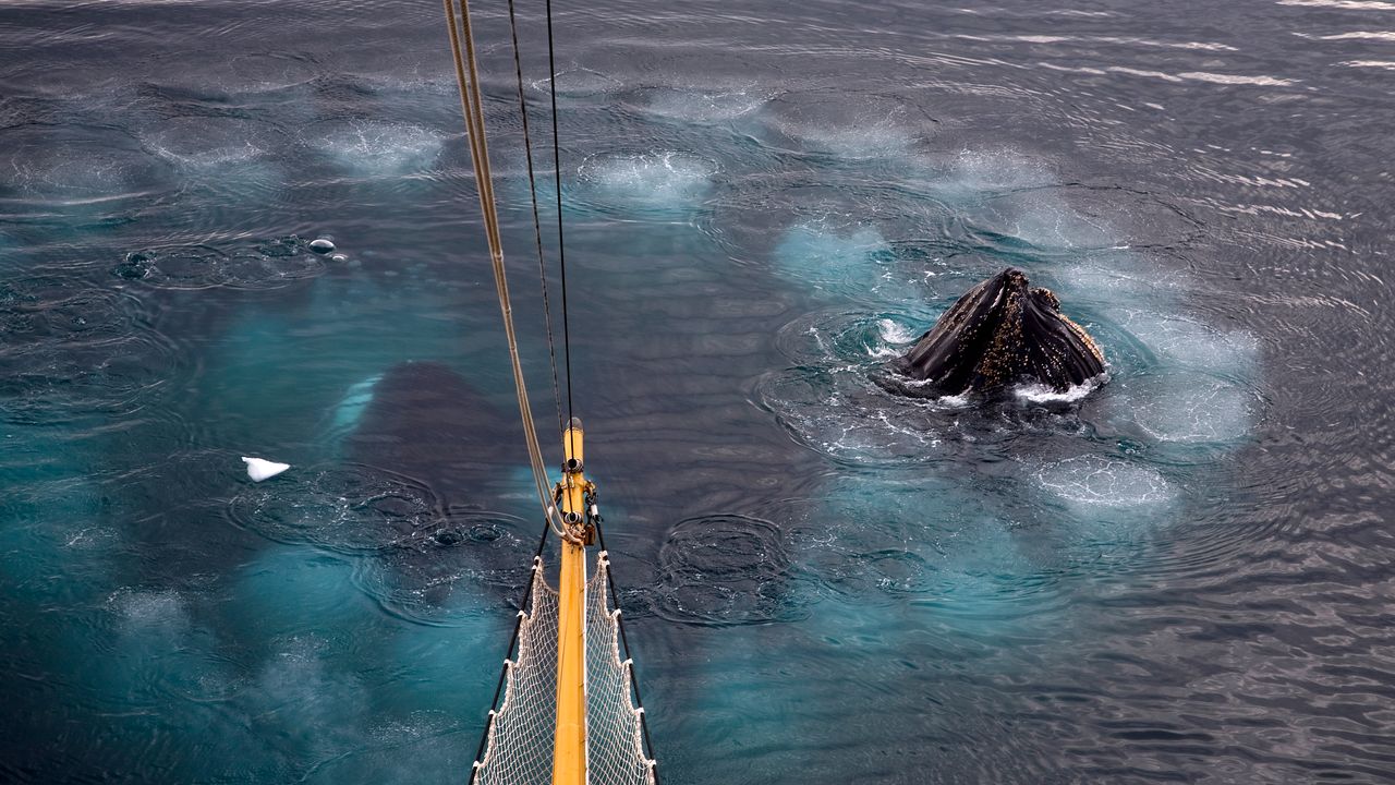 Giganteschi anelli di bolle nell’oceano, gli scienziati stanno studiando uno strano comportamento delle balene