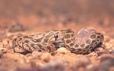 Serpenti a Ibiza, facciamo chiarezza sull’invasione, che non minaccia l’uomo ma la biodiversità dell’isola