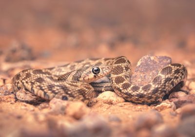 Serpenti a Ibiza, facciamo chiarezza sull’invasione, che non minaccia l’uomo ma la biodiversità dell’isola