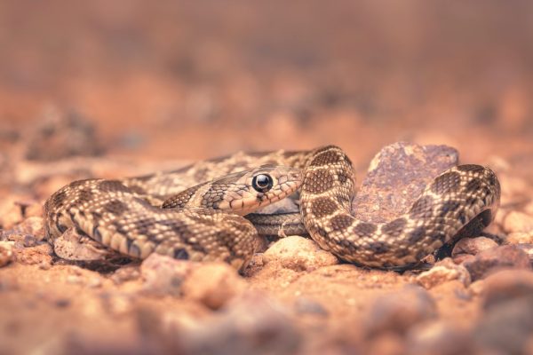 Serpenti a Ibiza, facciamo chiarezza sull’invasione, che non minaccia l’uomo ma la biodiversità dell’isola