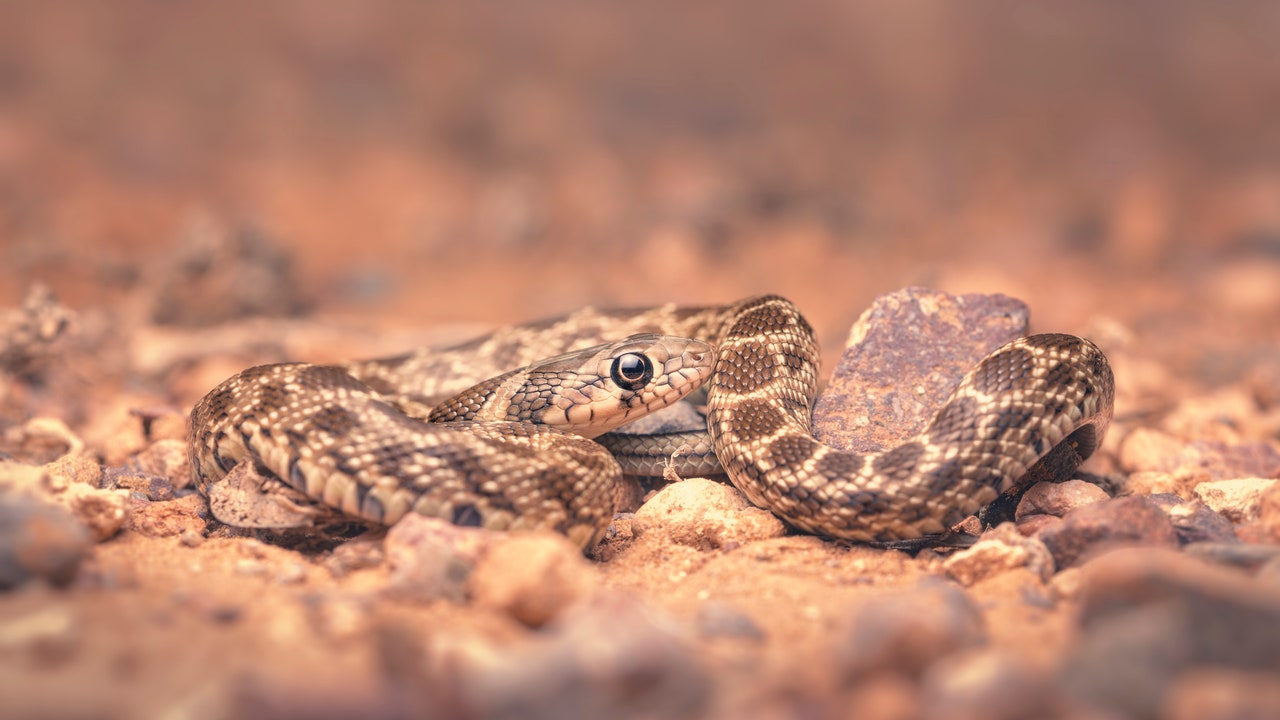 Serpenti a Ibiza, facciamo chiarezza sull’invasione, che non minaccia l’uomo ma la biodiversità dell’isola