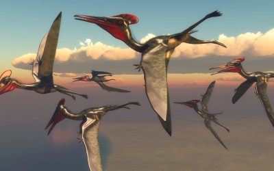 Pterosauri, come hanno imparato a volare anche grazie ai cambiamenti climatici