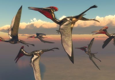 Pterosauri, come hanno imparato a volare anche grazie ai cambiamenti climatici