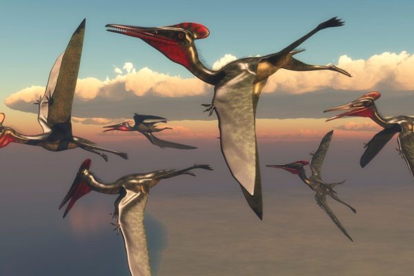 Pterosauri, come hanno imparato a volare anche grazie ai cambiamenti climatici