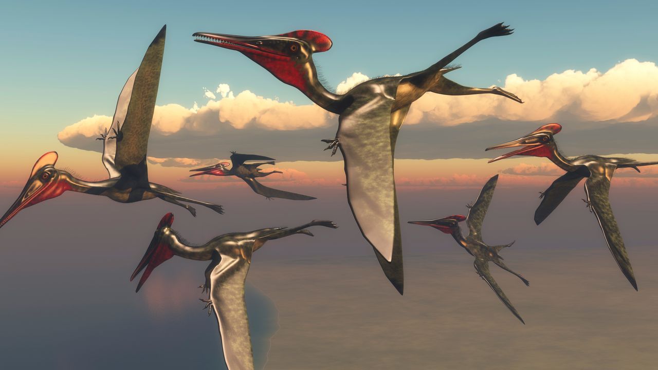 Pterosauri, come hanno imparato a volare anche grazie ai cambiamenti climatici
