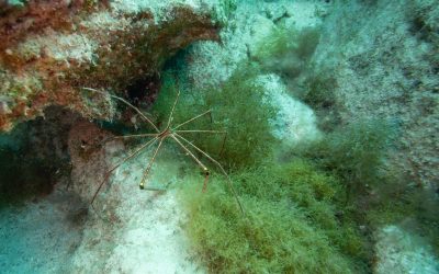 Ragni marini, scoperte tre specie che fanno crescere batteri sui propri corpi che metabolizzano il metano, una cosa mai vista prima
