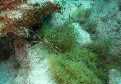 Ragni marini, scoperte tre specie che fanno crescere batteri sui propri corpi che metabolizzano il metano, una cosa mai vista prima