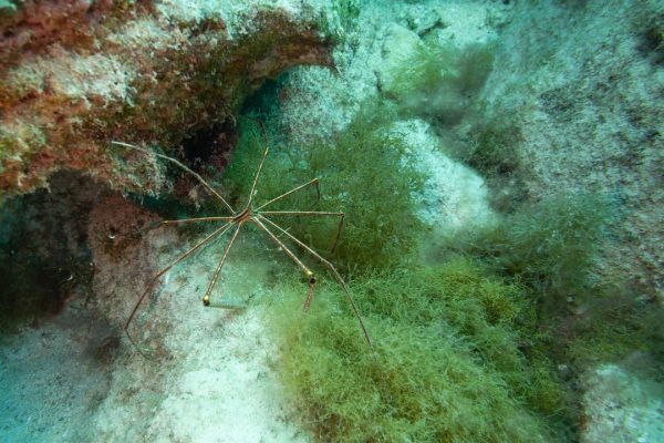 Ragni marini, scoperte tre specie che fanno crescere batteri sui propri corpi che metabolizzano il metano, una cosa mai vista prima