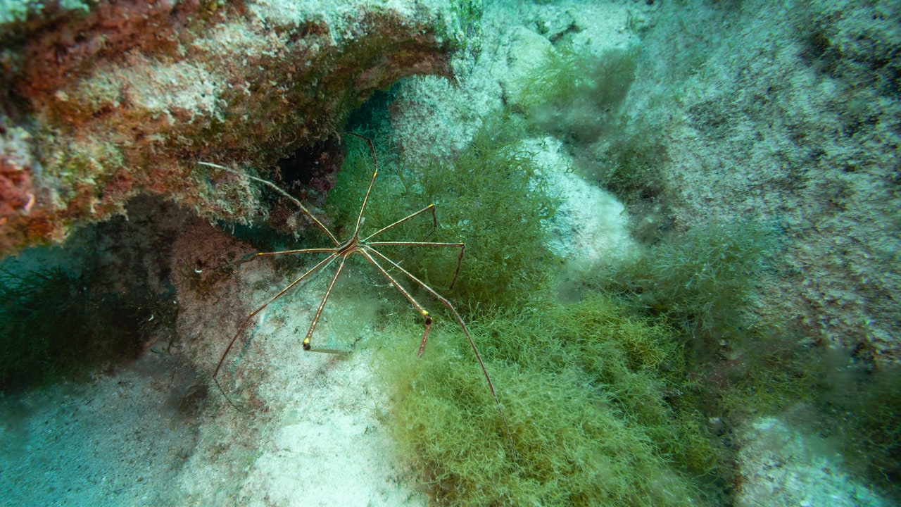 Ragni marini, scoperte tre specie che fanno crescere batteri sui propri corpi che metabolizzano il metano, una cosa mai vista prima