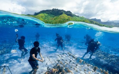 Mediterraneo, si può navigare in modo sostenibile. Ce lo insegna la storia di Cassiopea