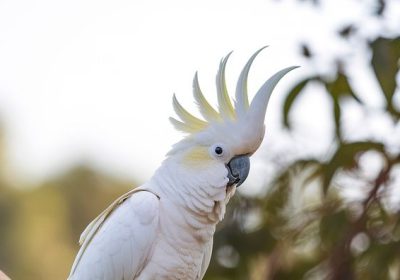 Alcuni cacatua dalla cresta gialla hanno imparato da soli ad aprire le fontanelle pubbliche per bere (e non è semplice come sembra)