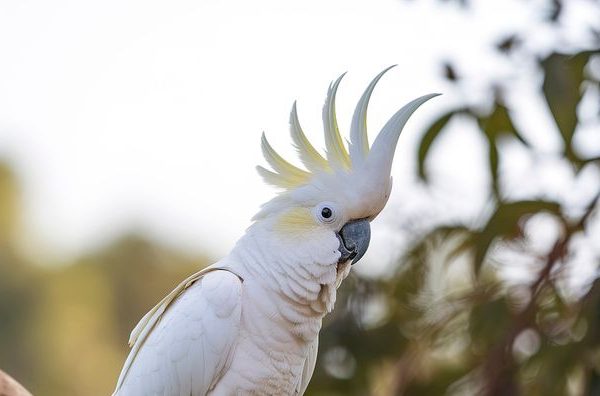 Alcuni cacatua dalla cresta gialla hanno imparato da soli ad aprire le fontanelle pubbliche per bere (e non è semplice come sembra)