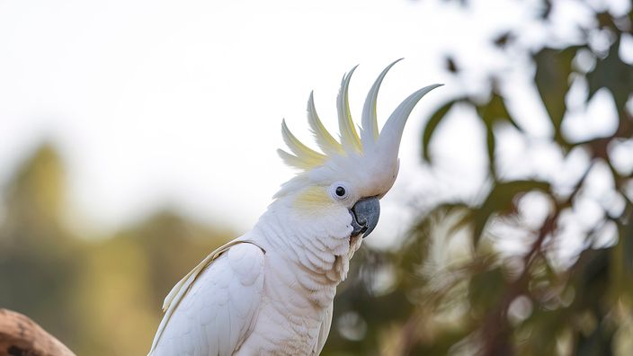 Alcuni cacatua dalla cresta gialla hanno imparato da soli ad aprire le fontanelle pubbliche per bere (e non è semplice come sembra)