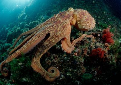 Un giovane esemplare di polpo dopo una ferita ha sviluppato un un nono tentacolo che prende decisioni in autonomia