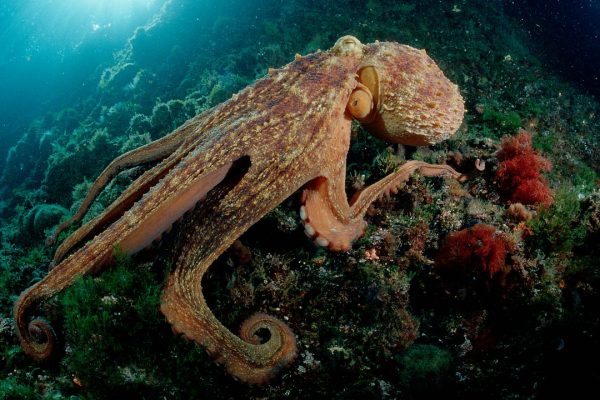 Un giovane esemplare di polpo dopo una ferita ha sviluppato un un nono tentacolo che prende decisioni in autonomia