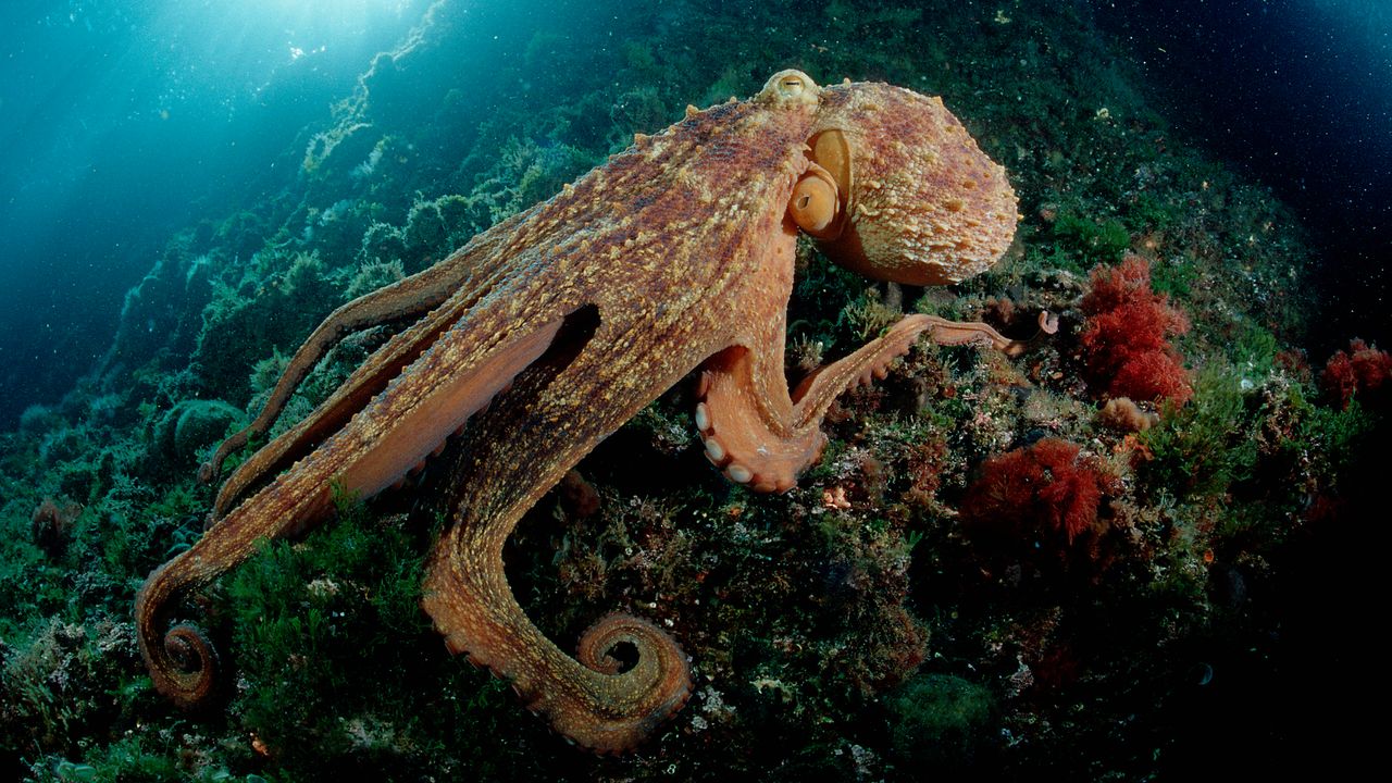 Un giovane esemplare di polpo dopo una ferita ha sviluppato un un nono tentacolo che prende decisioni in autonomia