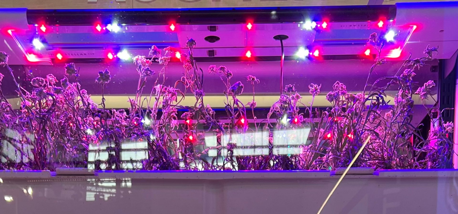 Il segreto dell’eterna bellezza è l’open innovation