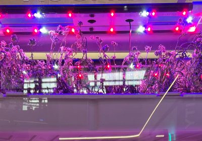 Il segreto dell’eterna bellezza è l’open innovation