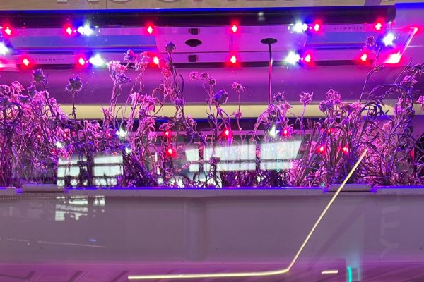 Il segreto dell’eterna bellezza è l’open innovation