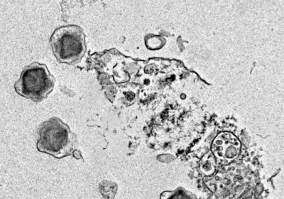 Identificati 230 nuovi virus giganti negli oceani, alcuni potrebbero influenzare la fotosintesi nelle alghe