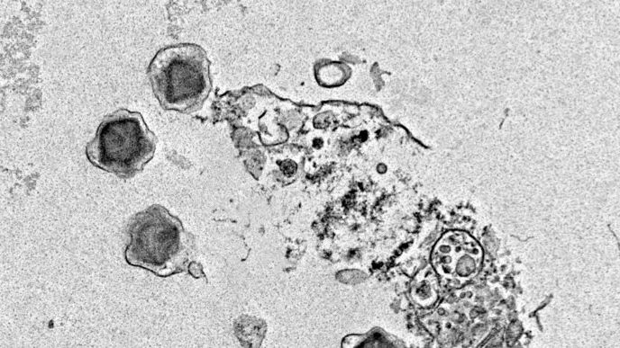 Identificati 230 nuovi virus giganti negli oceani, alcuni potrebbero influenzare la fotosintesi nelle alghe