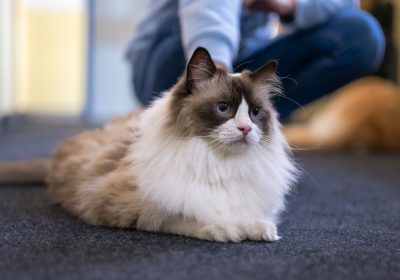 Fusa dei gatti, la soluzione al mistero è racchiusa in un gene