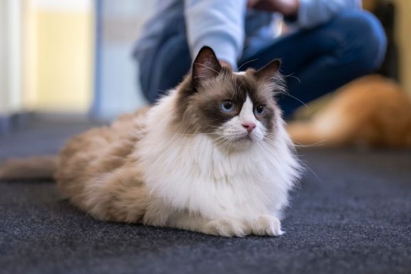 Fusa dei gatti, la soluzione al mistero è racchiusa in un gene