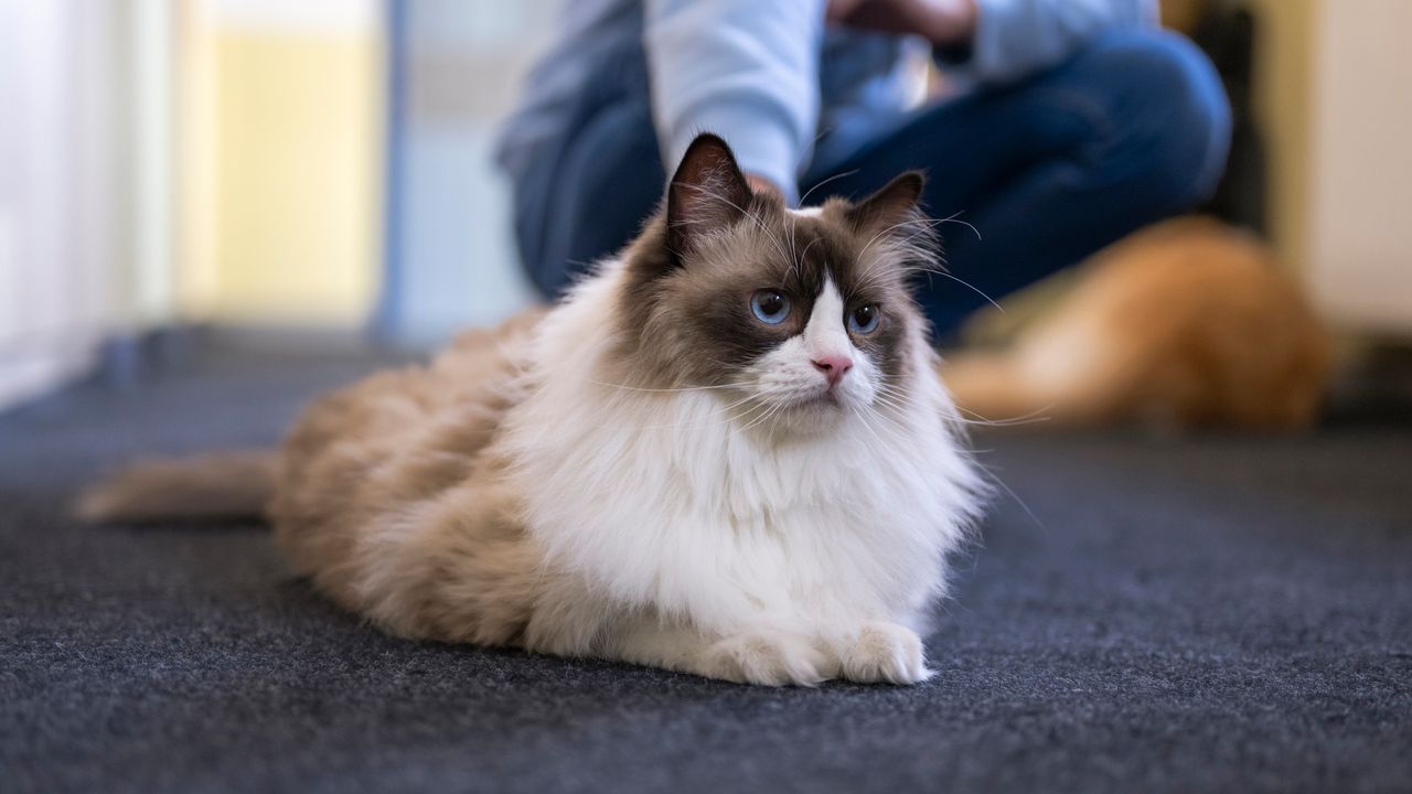 Fusa dei gatti, la soluzione al mistero è racchiusa in un gene