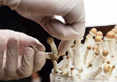 Psilocibina per trattare la depressione, al via in Italia il primo trial clinico sulla sostanza estratta dai funghi allucinogeni