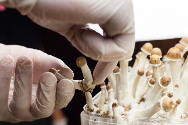 Psilocibina per trattare la depressione, al via in Italia il primo trial clinico sulla sostanza estratta dai funghi allucinogeni