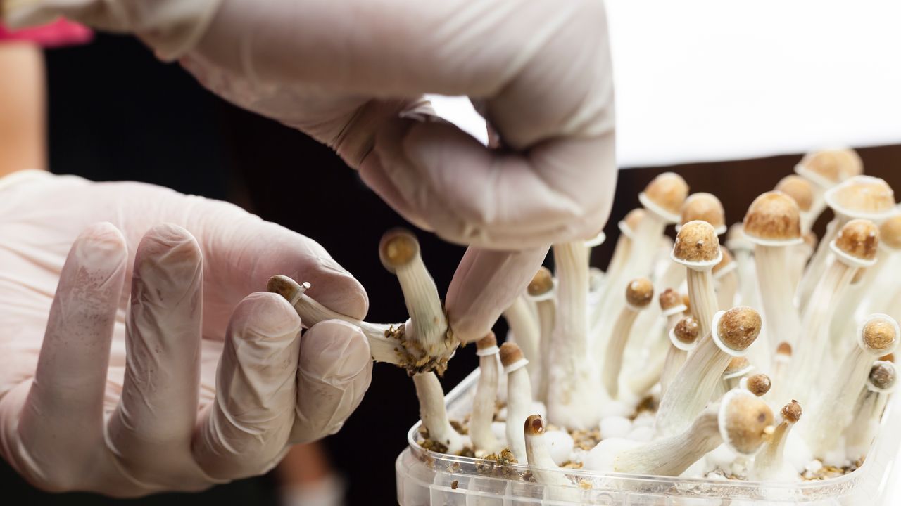 Psilocibina per trattare la depressione, al via in Italia il primo trial clinico sulla sostanza estratta dai funghi allucinogeni