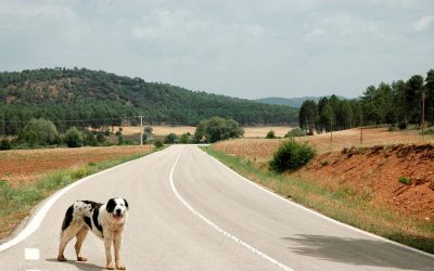 Abbandono degli animali, le nuove norme introducono pene più severe