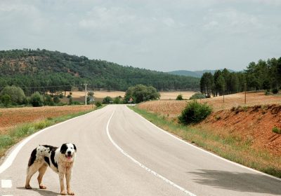 Abbandono degli animali, le nuove norme introducono pene più severe