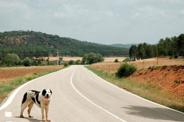 Abbandono degli animali, le nuove norme introducono pene più severe