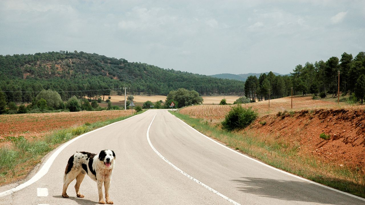 Abbandono degli animali, le nuove norme introducono pene più severe