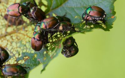 Scarabeo giapponese, l’identikit del vorace insetto che sta invadendo Piemonte e Lombardia provocando danni ambientali ed economici
