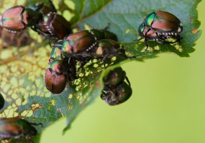 Scarabeo giapponese, l’identikit del vorace insetto che sta invadendo Piemonte e Lombardia provocando danni ambientali ed economici