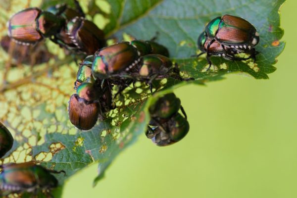 Scarabeo giapponese, l’identikit del vorace insetto che sta invadendo Piemonte e Lombardia provocando danni ambientali ed economici