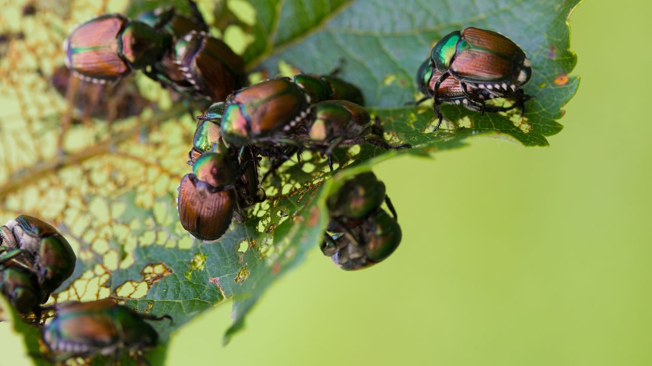 Scarabeo giapponese, l’identikit del vorace insetto che sta invadendo Piemonte e Lombardia provocando danni ambientali ed economici