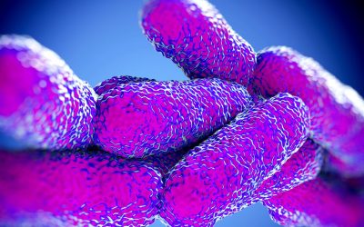 Come si prende la legionella, il batterio responsabile dell’infezione polmonare chiamata legionellosi