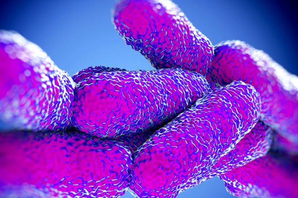 Come si prende la legionella, il batterio responsabile dell’infezione polmonare chiamata legionellosi